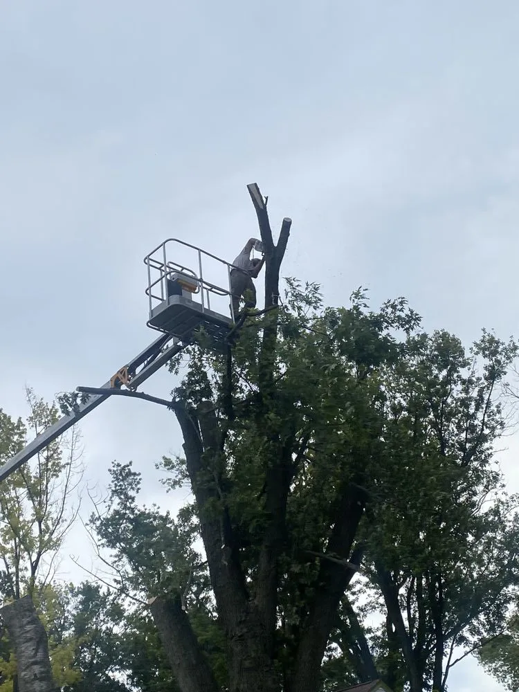 Professional landscaping services in Jackson, WI - TRC Tree Extraction