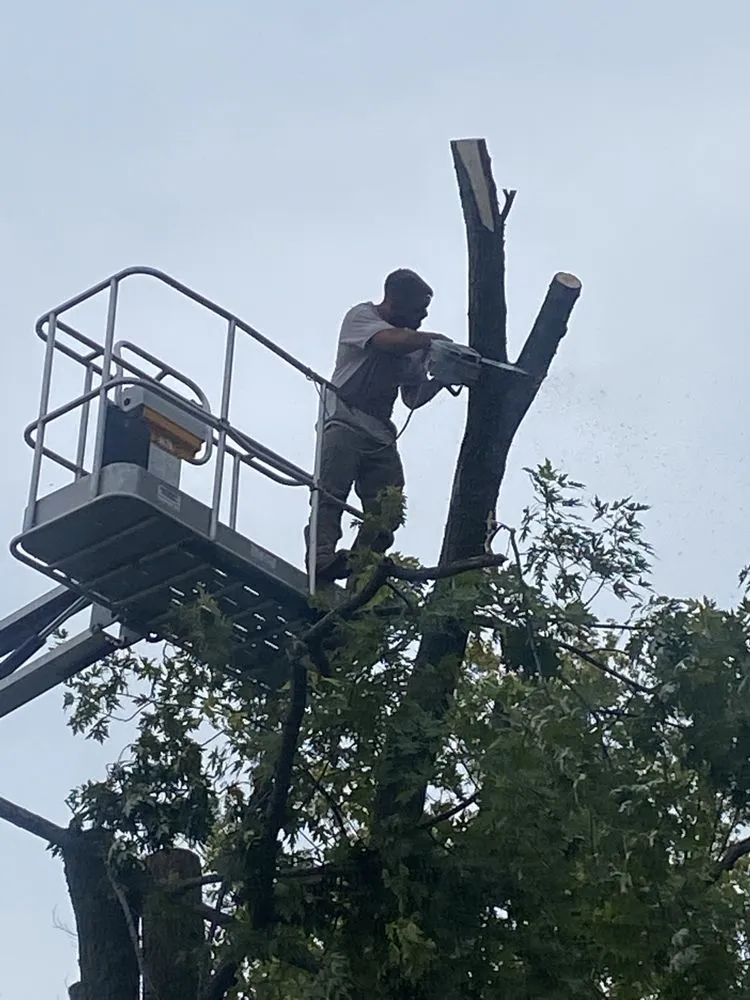 Custom yard cleanup service in Jackson, WI - TRC Tree Extraction