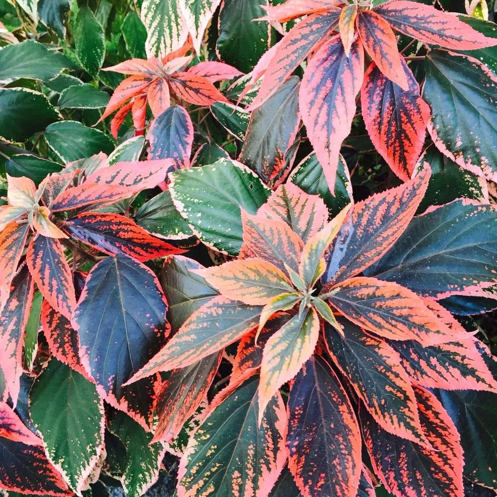 Custom landscape installation for year-round maintenance across Stuart, FL - Treasure Coast Lawn & Landscape