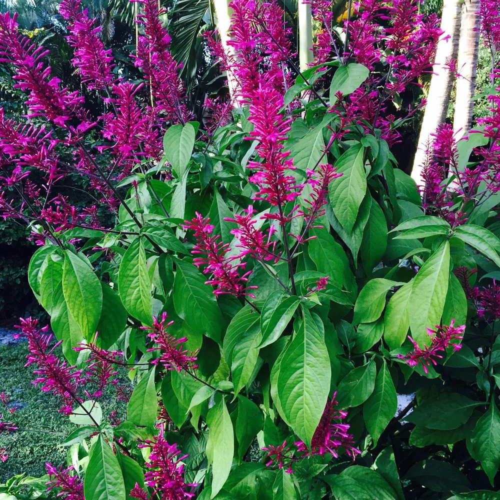 Local landscape design in Stuart, FL by Treasure Coast Lawn & Landscape