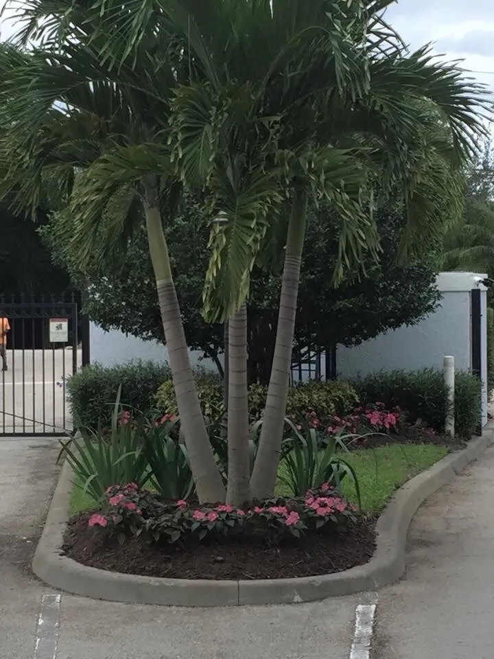 Expert landscape installation in Stuart, FL - Treasure Coast Lawn & Landscape