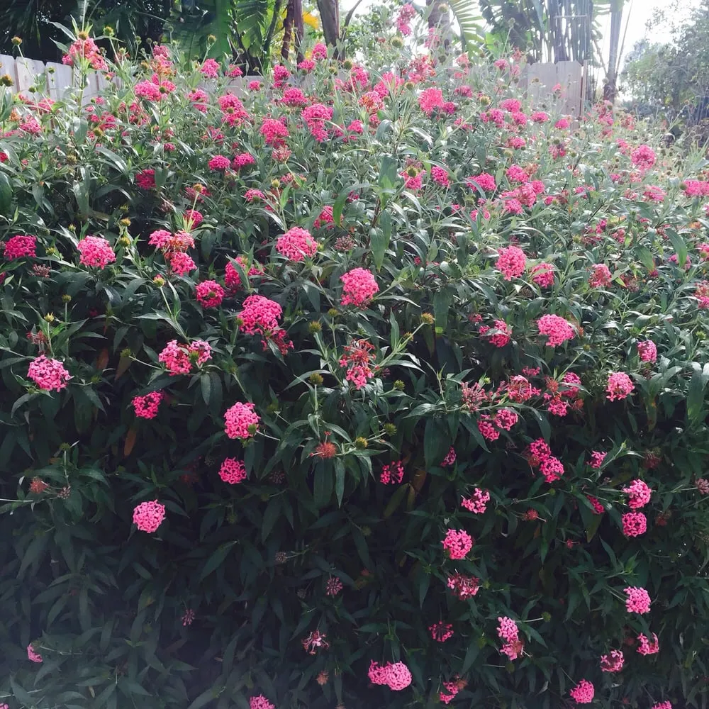 Affordable lawn mowing service in Stuart, FL - Treasure Coast Lawn & Landscape