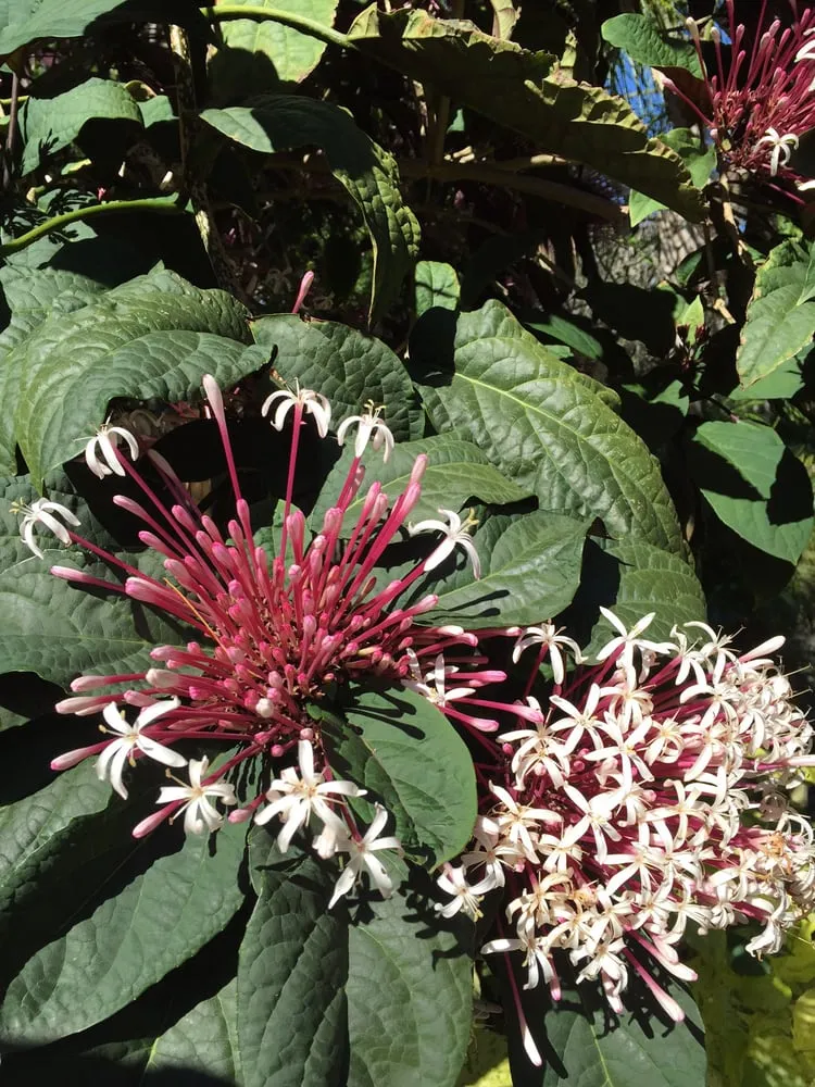 Reliable yard cleanup service for beautiful yards across Stuart, FL - Treasure Coast Lawn & Landscape