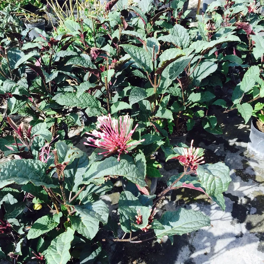 Custom landscape installation for homes in Stuart, FL by Treasure Coast Lawn & Landscape