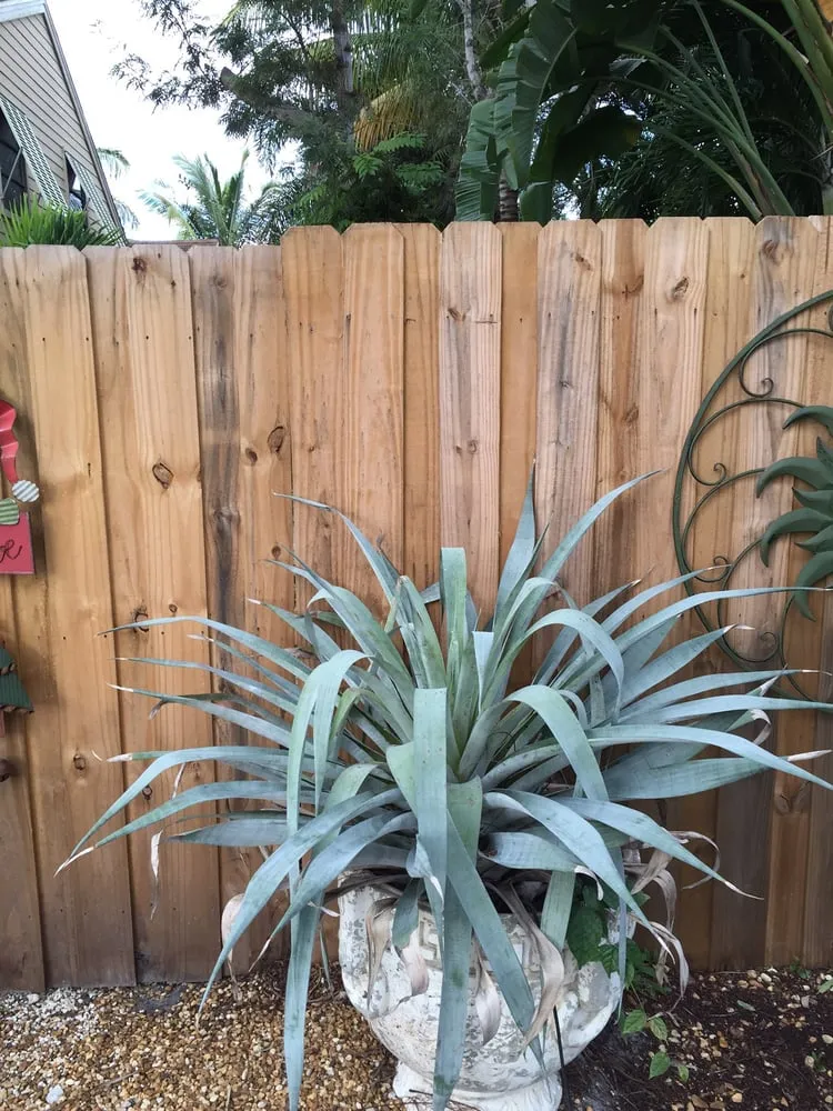 Expert lawn care service in Stuart, FL by Treasure Coast Lawn & Landscape