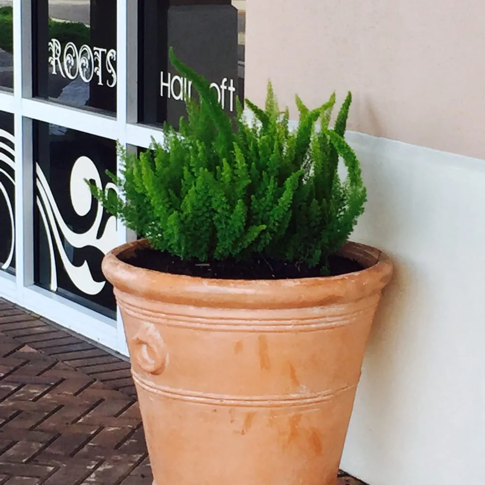 Top-rated residential landscaping in Stuart, FL - Treasure Coast Lawn & Landscape