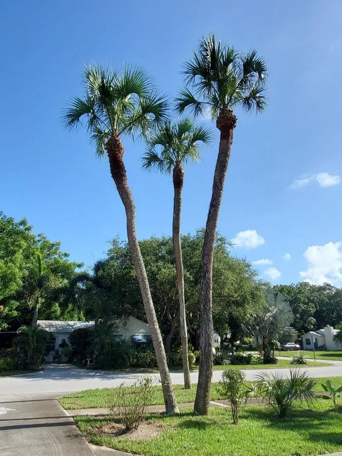 Affordable landscape design for homes in Vero Beach, FL by Treasure Coast