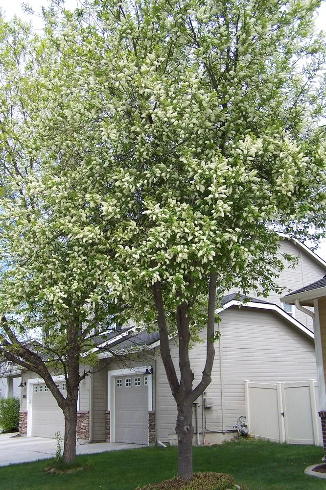Local landscape installation experts serving Nampa, ID - Treasure Tree & Landscape Care