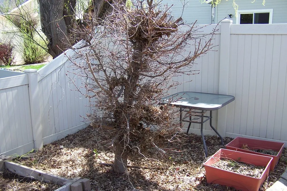Affordable yard cleanup service experts serving Nampa, ID - Treasure Tree & Landscape Care