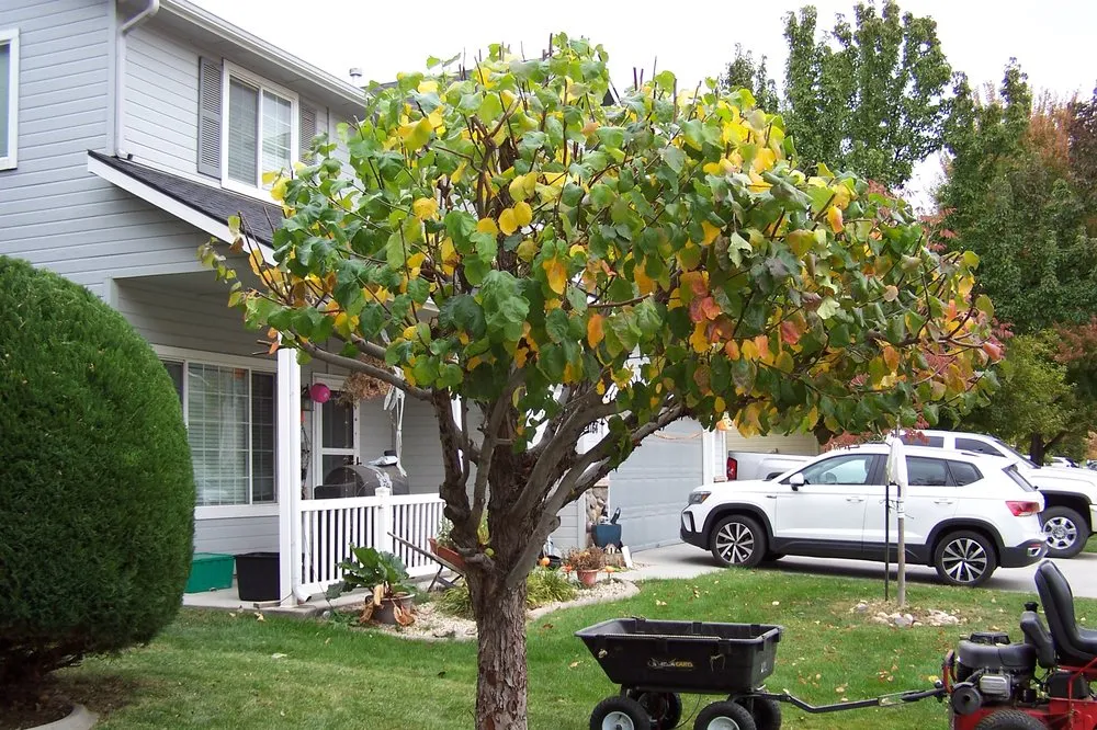 Affordable yard maintenance for beautiful yards in Nampa, ID by Treasure Tree & Landscape Care