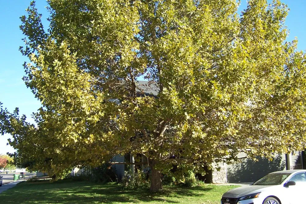 Professional outdoor landscaping in Nampa, ID by Treasure Tree & Landscape Care