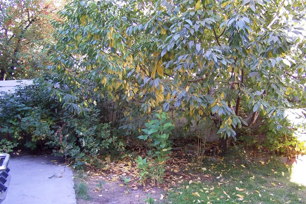 Expert landscaping services in Nampa, ID - Treasure Tree & Landscape Care