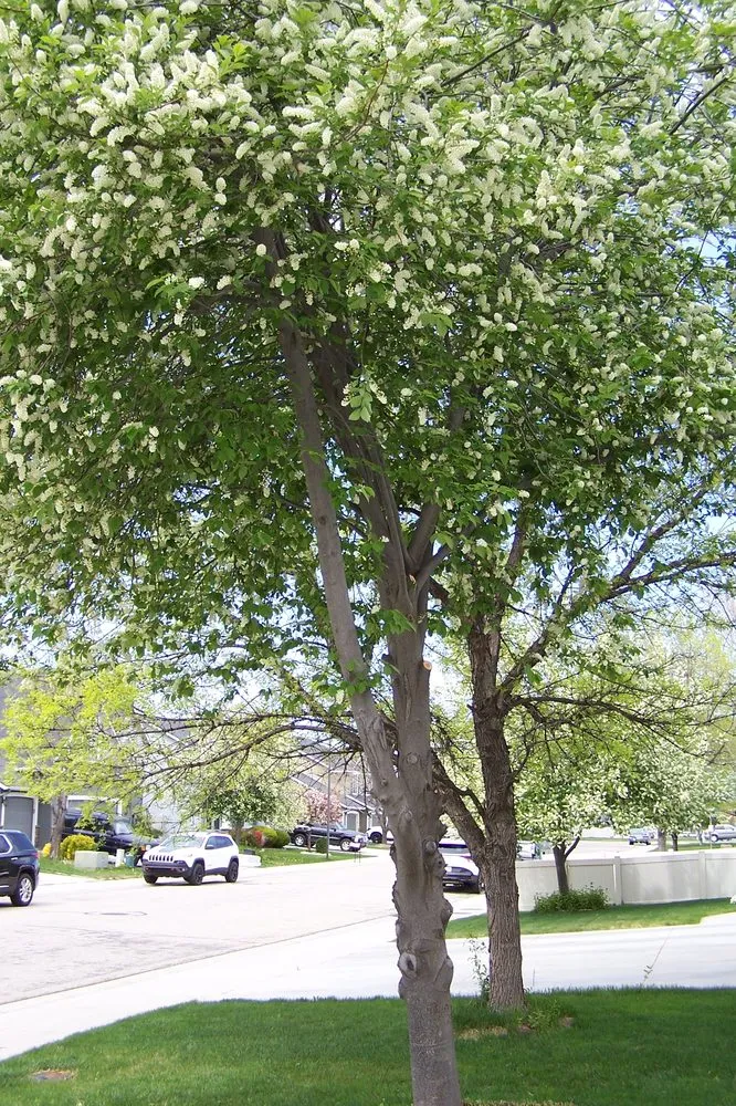 Trusted landscape installation in Nampa, ID - Treasure Tree & Landscape Care