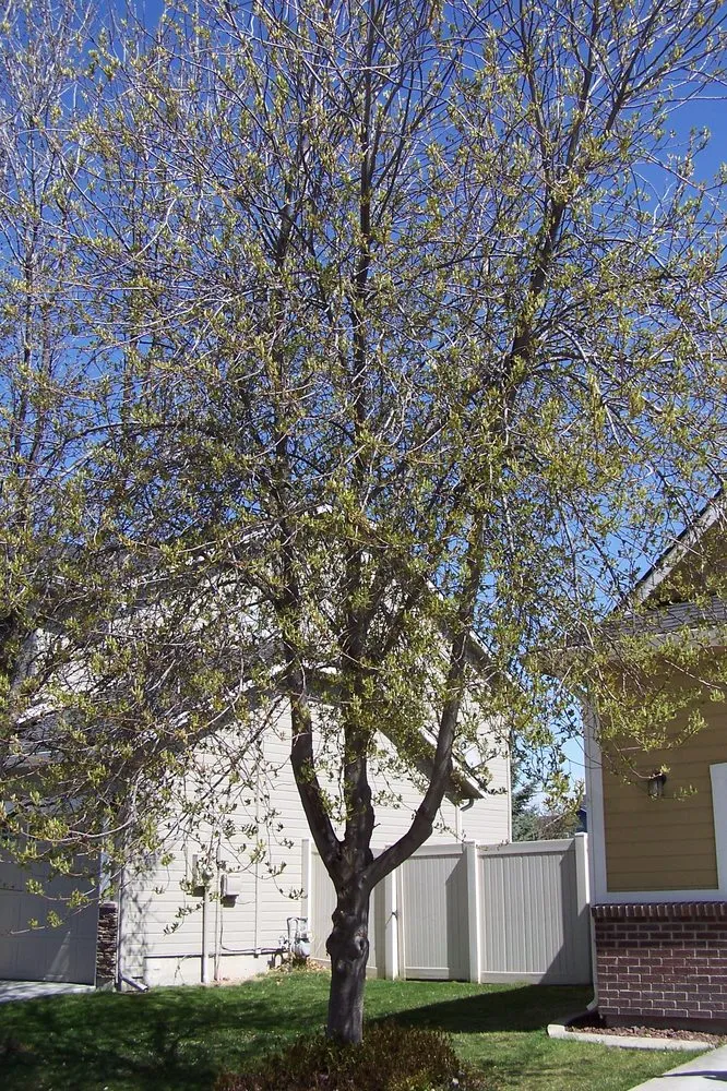 Professional landscape installation for outdoor upgrades in Nampa, ID by Treasure Tree & Landscape Care