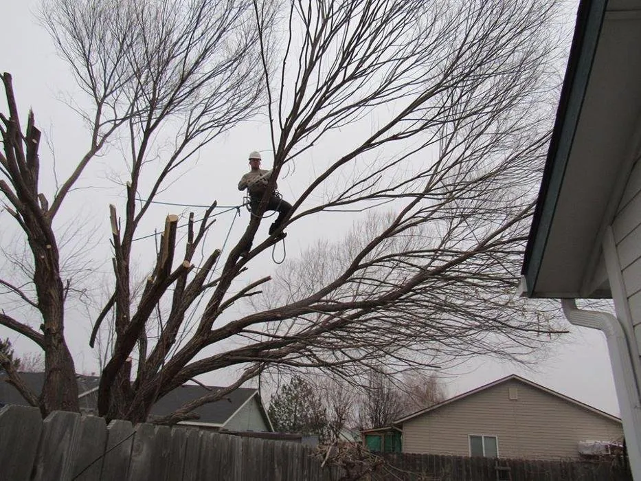 Top-rated landscape design in Caldwell, ID by Treasure Valley Tree Company