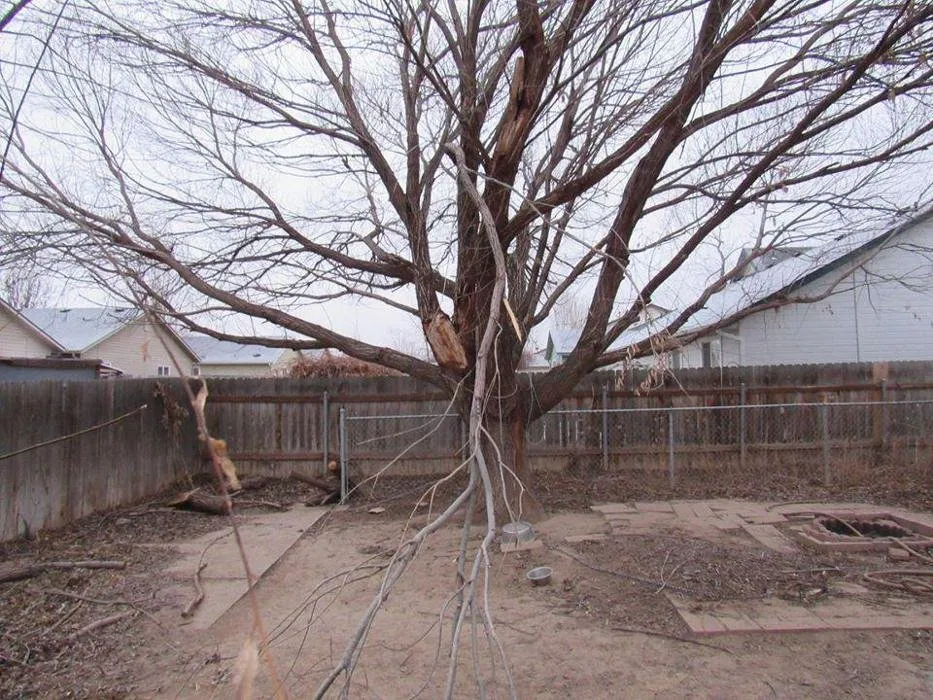 Custom lawn mowing service experts serving Caldwell, ID - Treasure Valley Tree Company