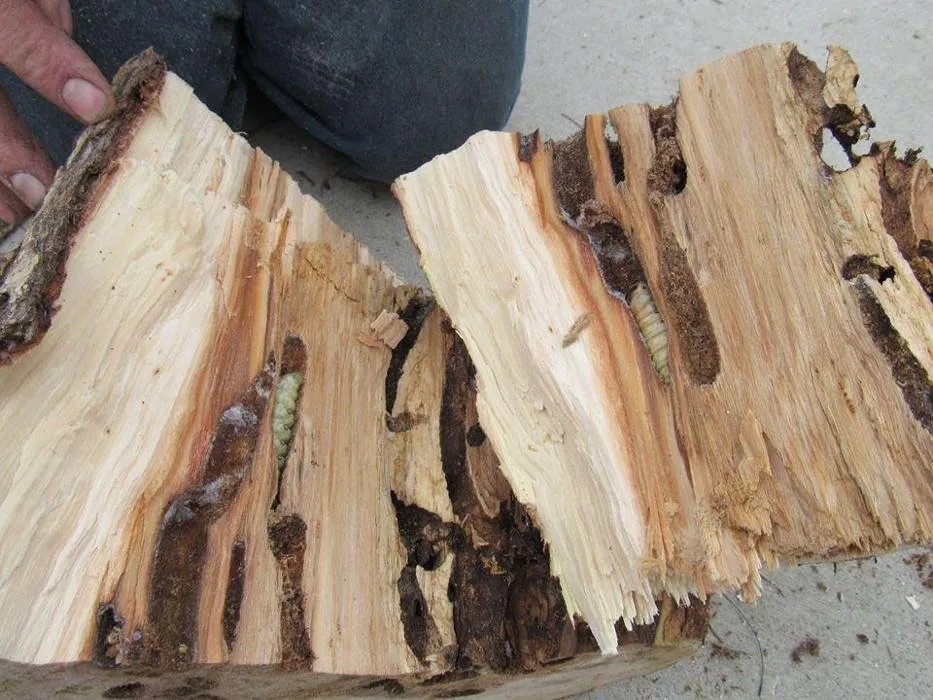 Trusted outdoor landscaping for year-round maintenance in Caldwell, ID by Treasure Valley Tree Company