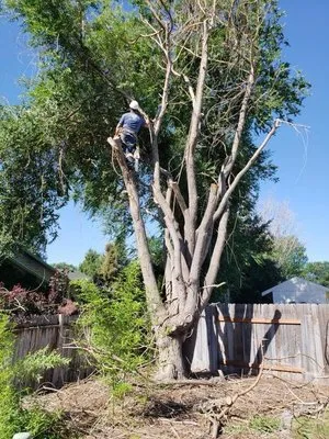 Treasure Valley Tree Company Logo
