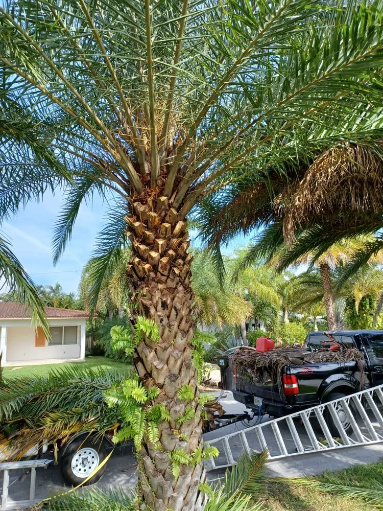 Local garden landscaping in Hollywood, FL - Tree & Landscape Mastery