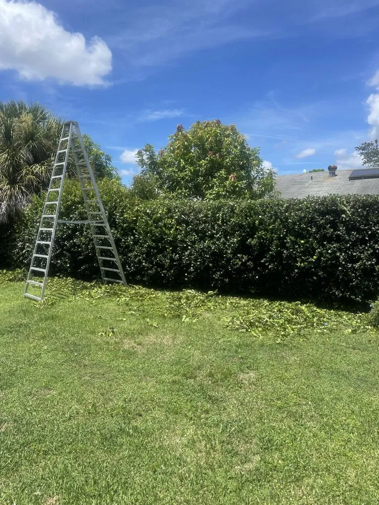 Top-rated lawn care service experts serving Hollywood, FL - Tree & Landscape Mastery