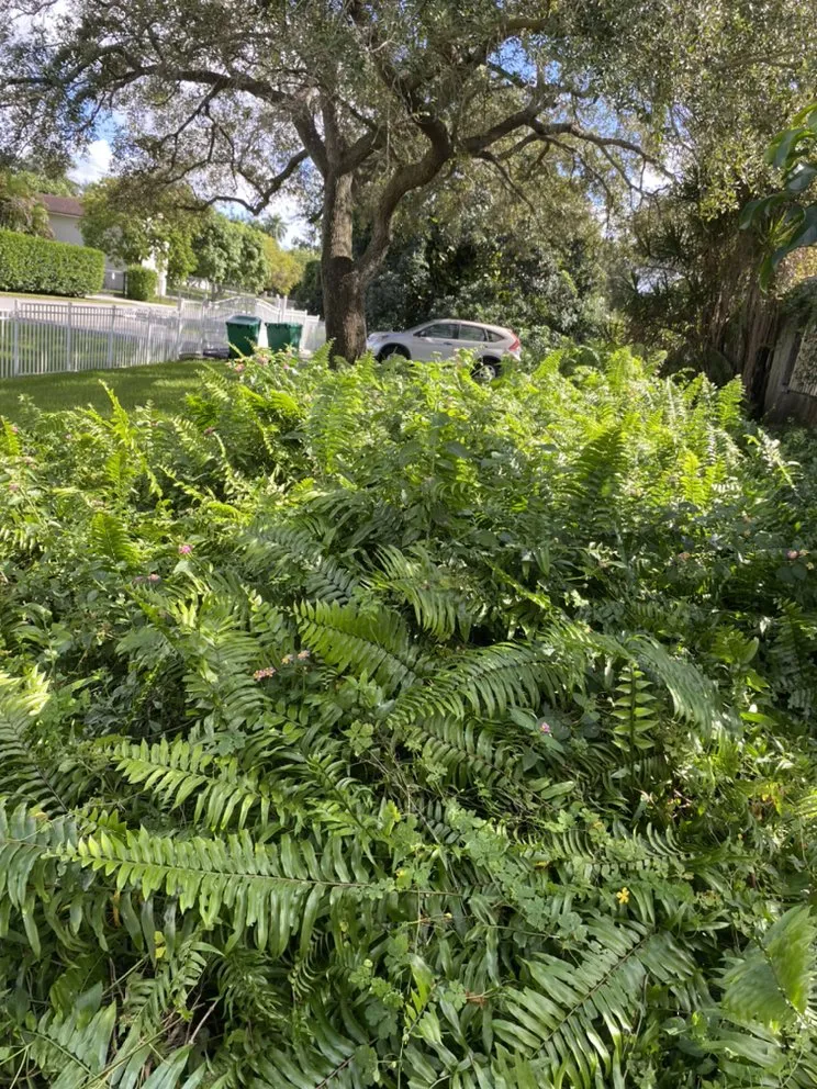 Trusted lawn care service for residential properties across Hollywood, FL - Tree & Landscape Mastery