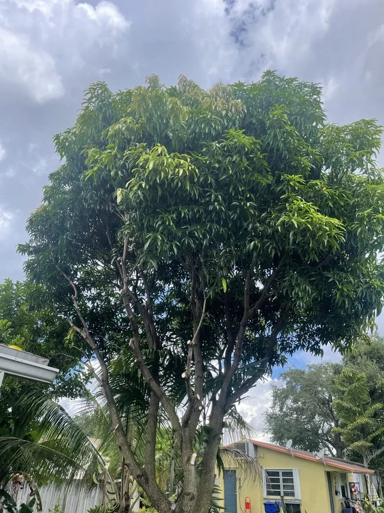 Reliable lawn care service in Hollywood, FL by Tree & Landscape Mastery