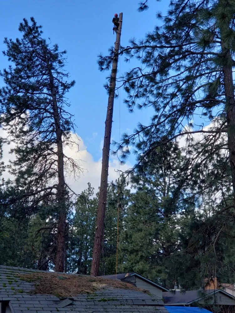 Top-rated lawn mowing service in Coeur d'Alene, ID by Tree & Landscape Services