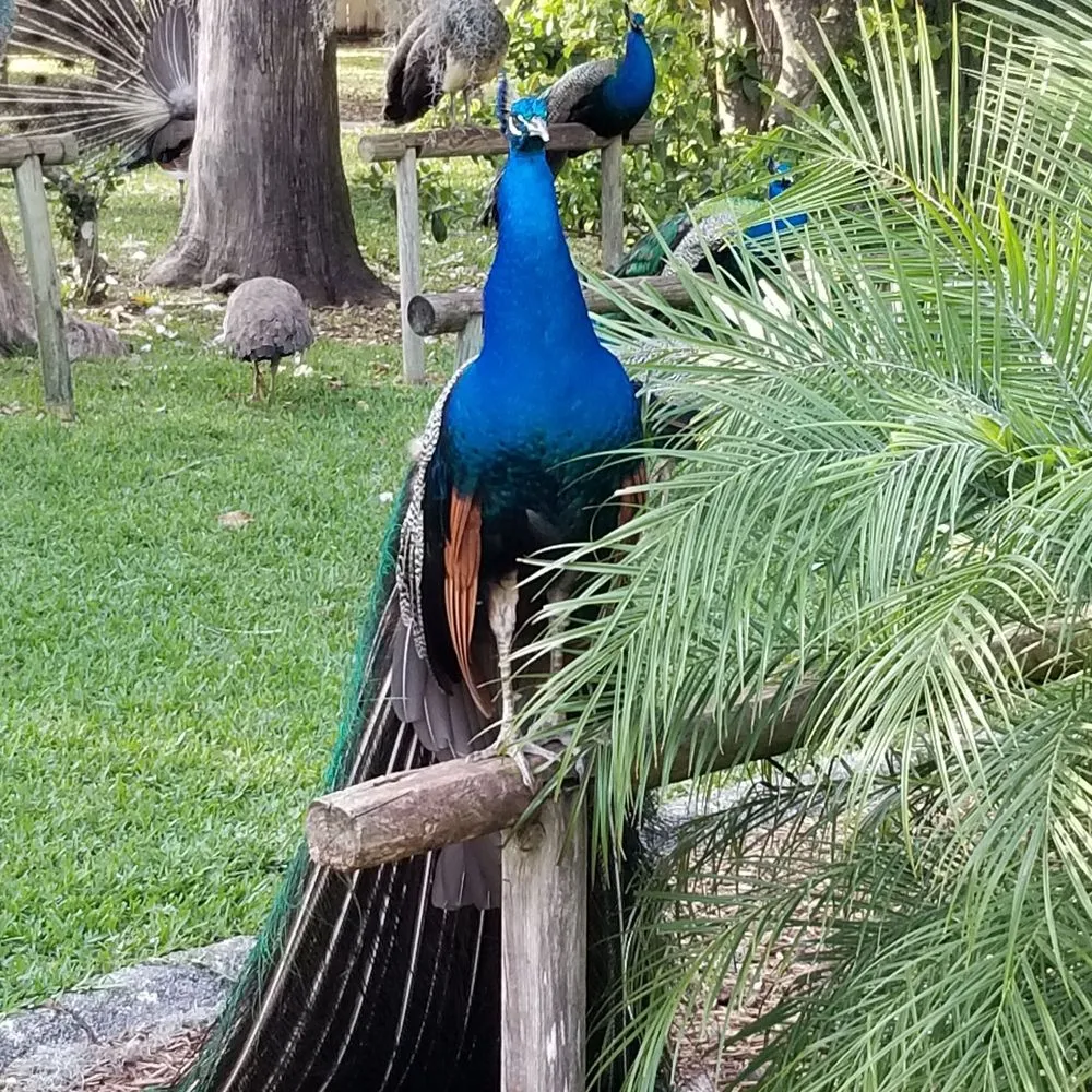 Top-rated landscape design with custom design in Orlando, FL by Tree & Landscape Services