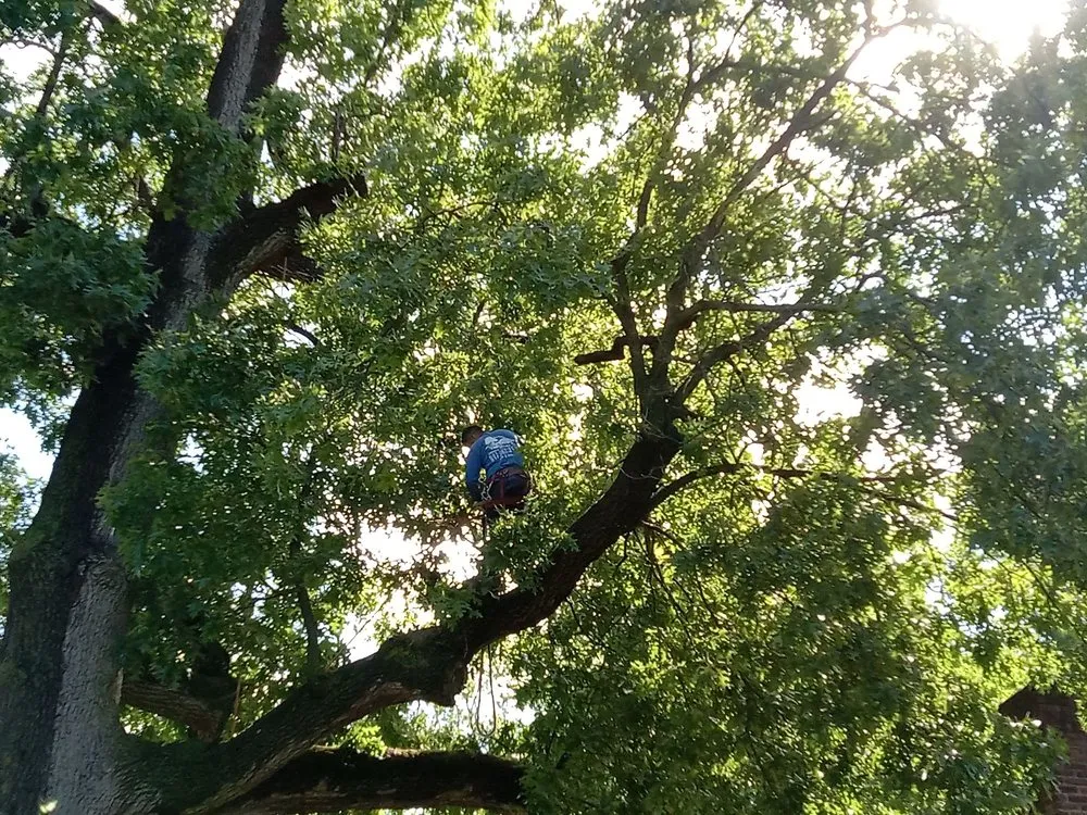 Custom landscape design for year-round maintenance across East Islip, NY - Tree & Lawn Services By Moises