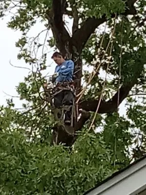 Tree & Lawn Services By Moises Logo