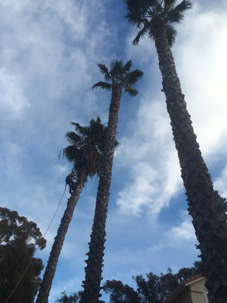 Custom yard maintenance in Encinitas, CA - Tree & Palm Trimming & Landscape Maintenance