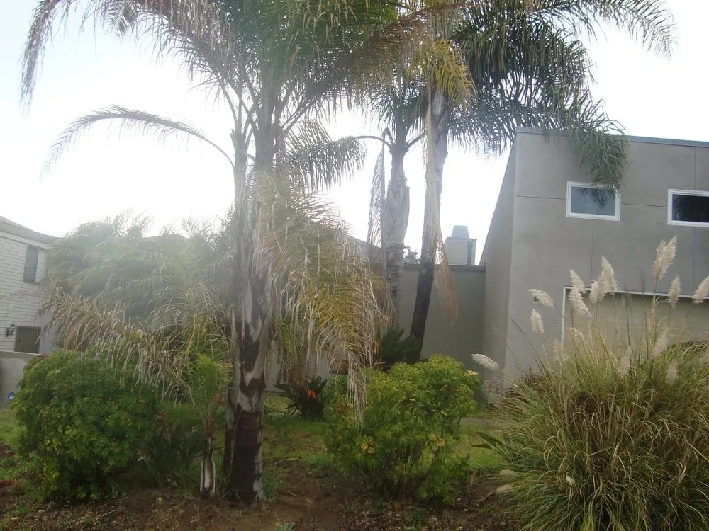 Local landscape design in Encinitas, CA by Tree & Palm Trimming & Landscape Maintenance