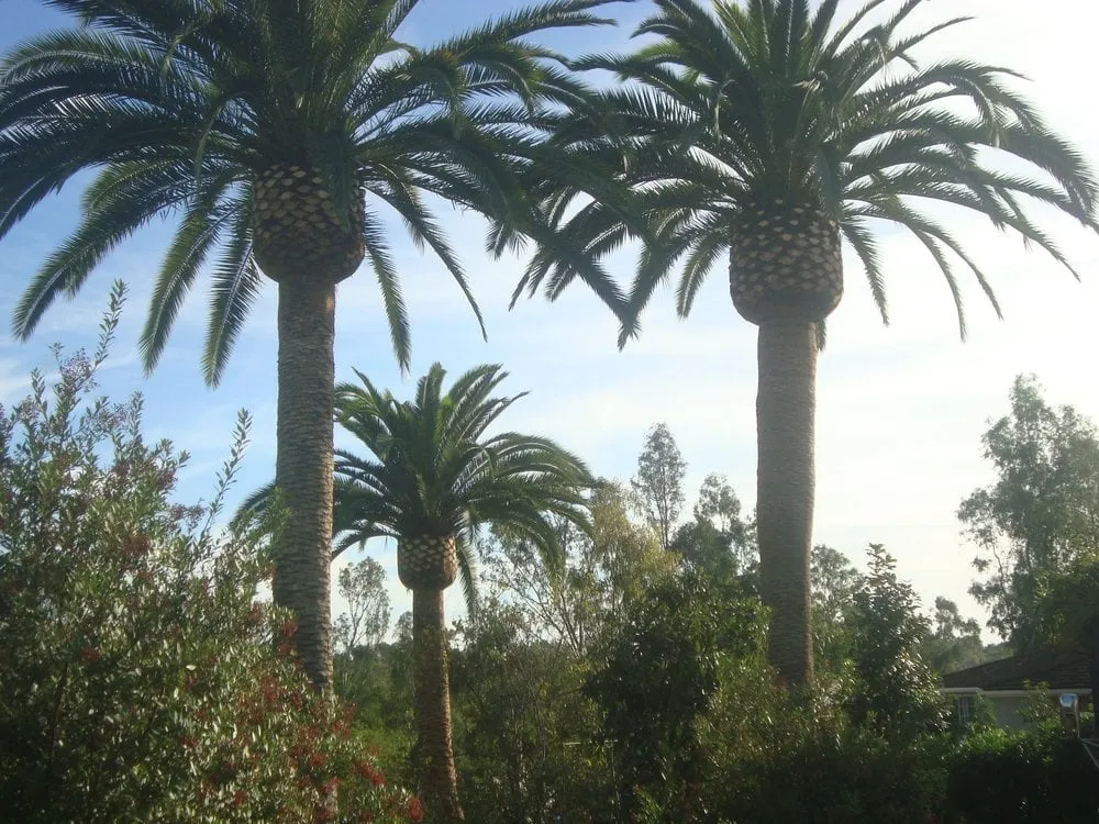 Custom residential landscaping experts serving Encinitas, CA - Tree & Palm Trimming & Landscape Maintenance