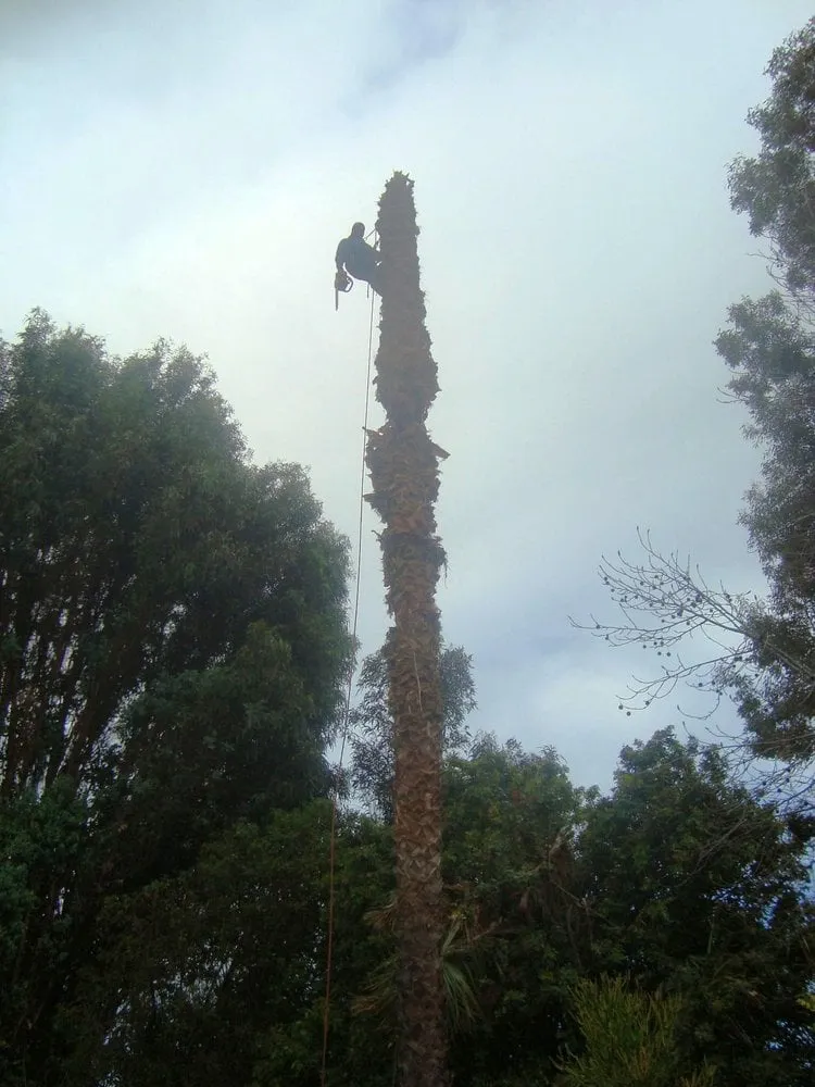 Custom lawn care service for year-round maintenance in Encinitas, CA by Tree & Palm Trimming & Landscape Maintenance