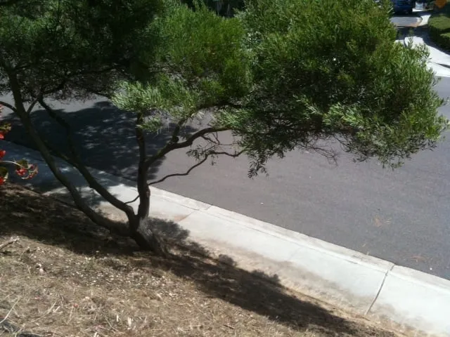 Top-rated outdoor landscaping for year-round maintenance across Encinitas, CA - Tree & Palm Trimming & Landscape Maintenance