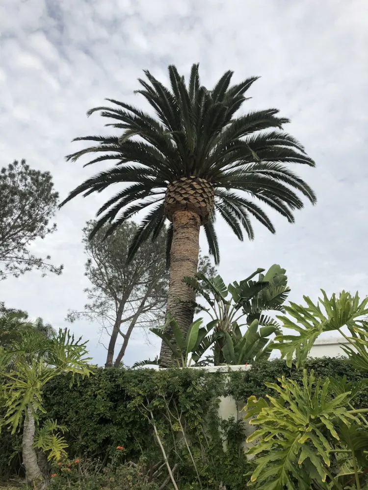 Affordable landscape design with custom design across Encinitas, CA - Tree & Palm Trimming & Landscape Maintenance
