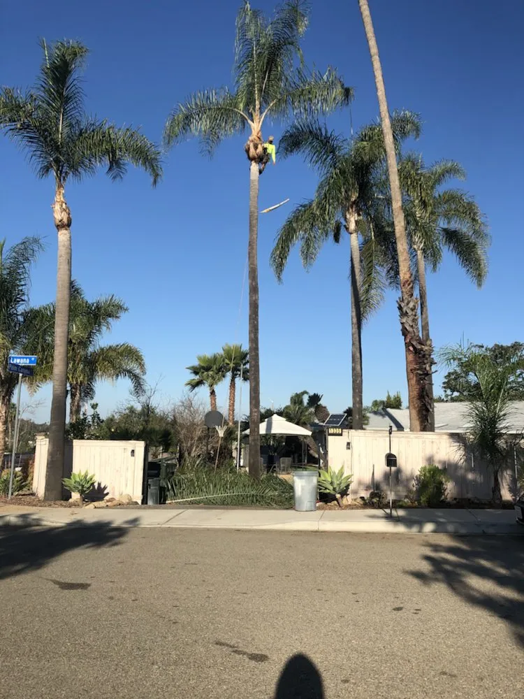 Expert landscape design experts serving Encinitas, CA - Tree & Palm Trimming & Landscape Maintenance