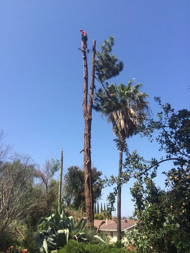 Local lawn care service with custom design in Encinitas, CA by Tree & Palm Trimming & Landscape Maintenance