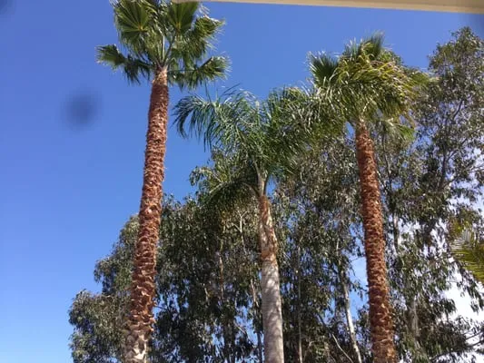 Tree & Palm Trimming & Landscape Maintenance Logo