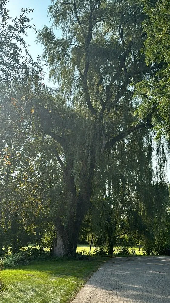 Professional yard maintenance in Menomonee Falls, WI - Tree & Snow Removal Service