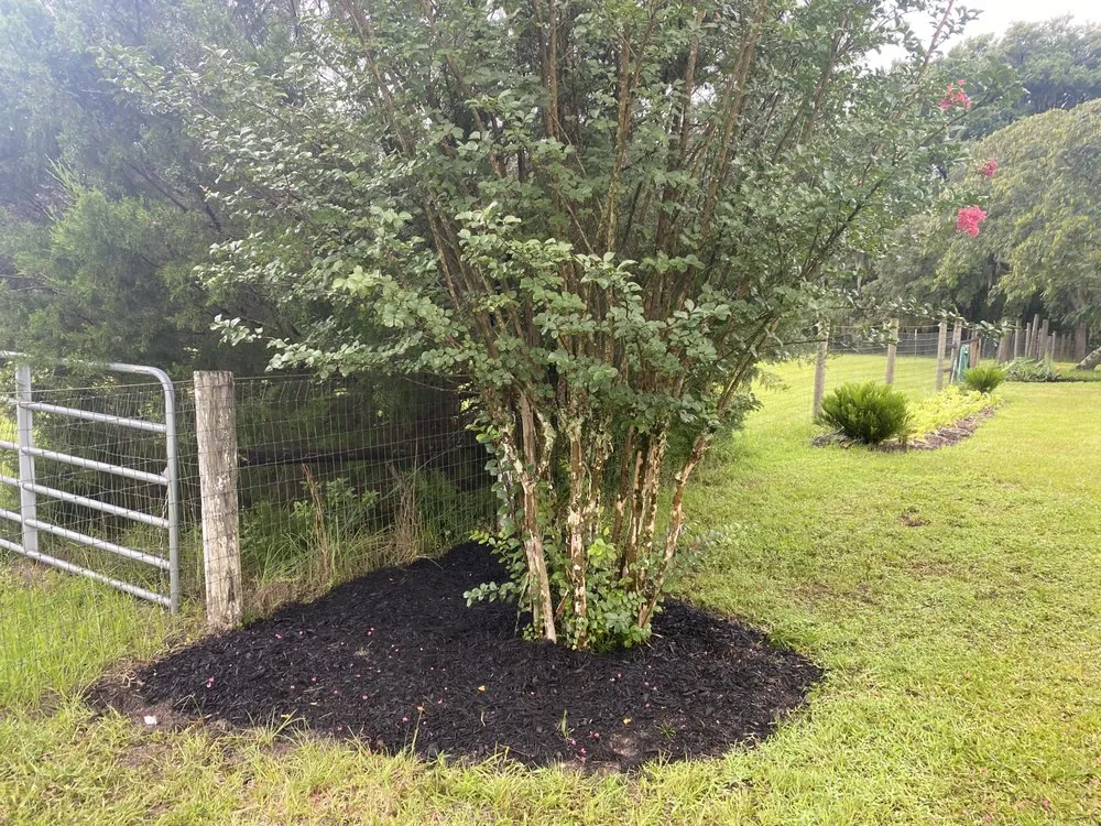 Professional lawn care service in Ocala, FL - Tree Amigos Landscaping