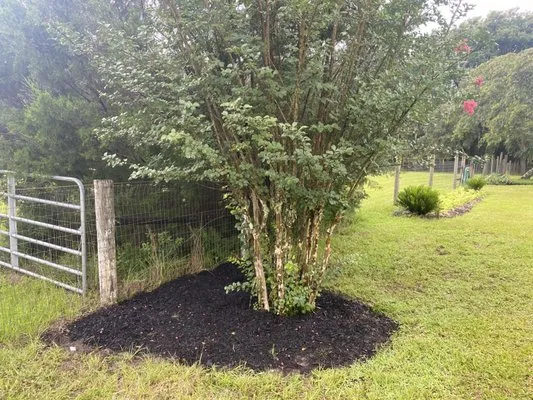 Tree Amigos Landscaping Logo