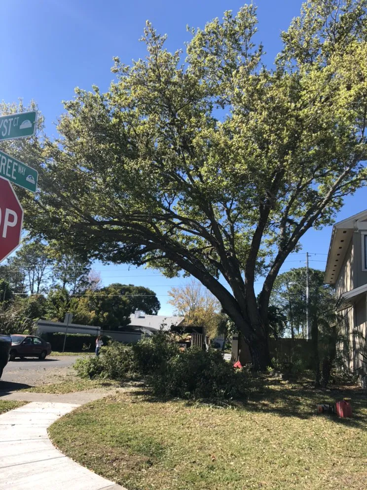 Local yard cleanup service in Orlando, FL - Tree Amigos Orlando