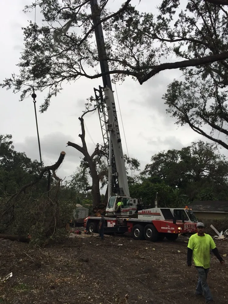Local yard cleanup service experts serving Orlando, FL - Tree Amigos Orlando