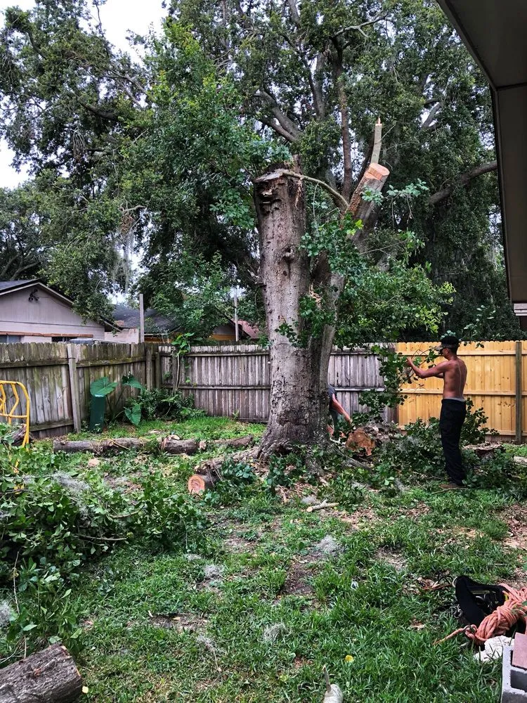 Reliable lawn mowing service in Orlando, FL - Tree Amigos Orlando