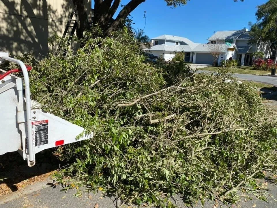 Top-rated residential landscaping in Orlando, FL by Tree Amigos Orlando