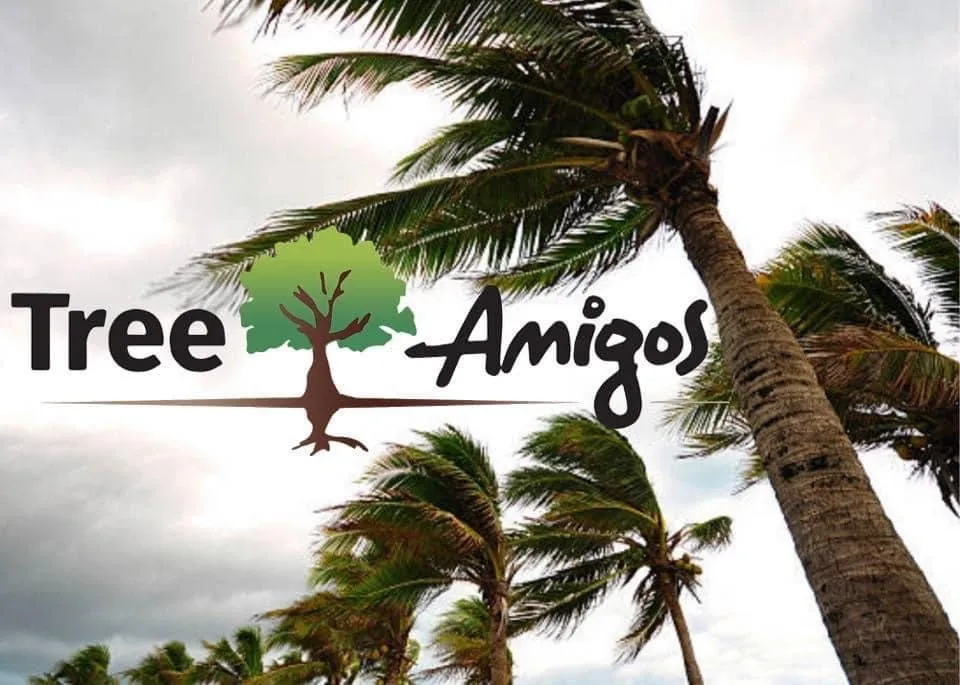 Expert yard maintenance in Orlando, FL - Tree Amigos Orlando