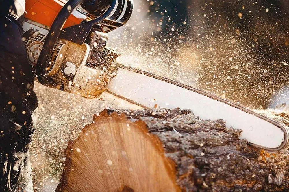 Local yard maintenance for outdoor upgrades across Orlando, FL - Tree Amigos Orlando