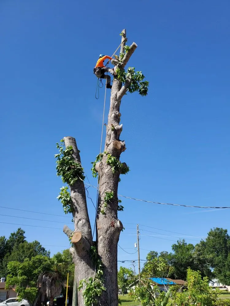 Custom outdoor landscaping in Orlando, FL - Tree Amigos Orlando
