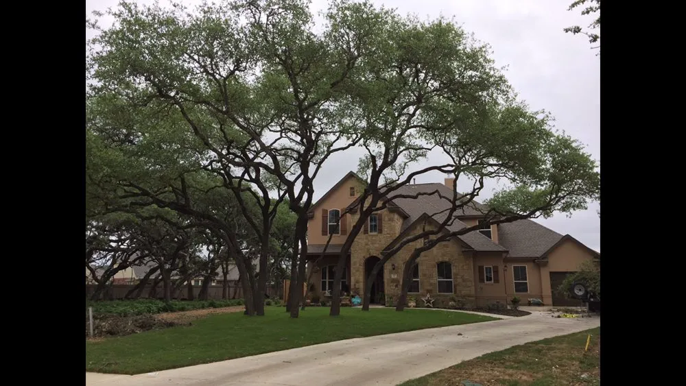 Top-rated lawn mowing service experts serving San Antonio, TX - Tree Amigos Tree Service